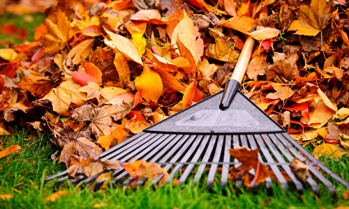 Leaves on lawn with rake lying on top.